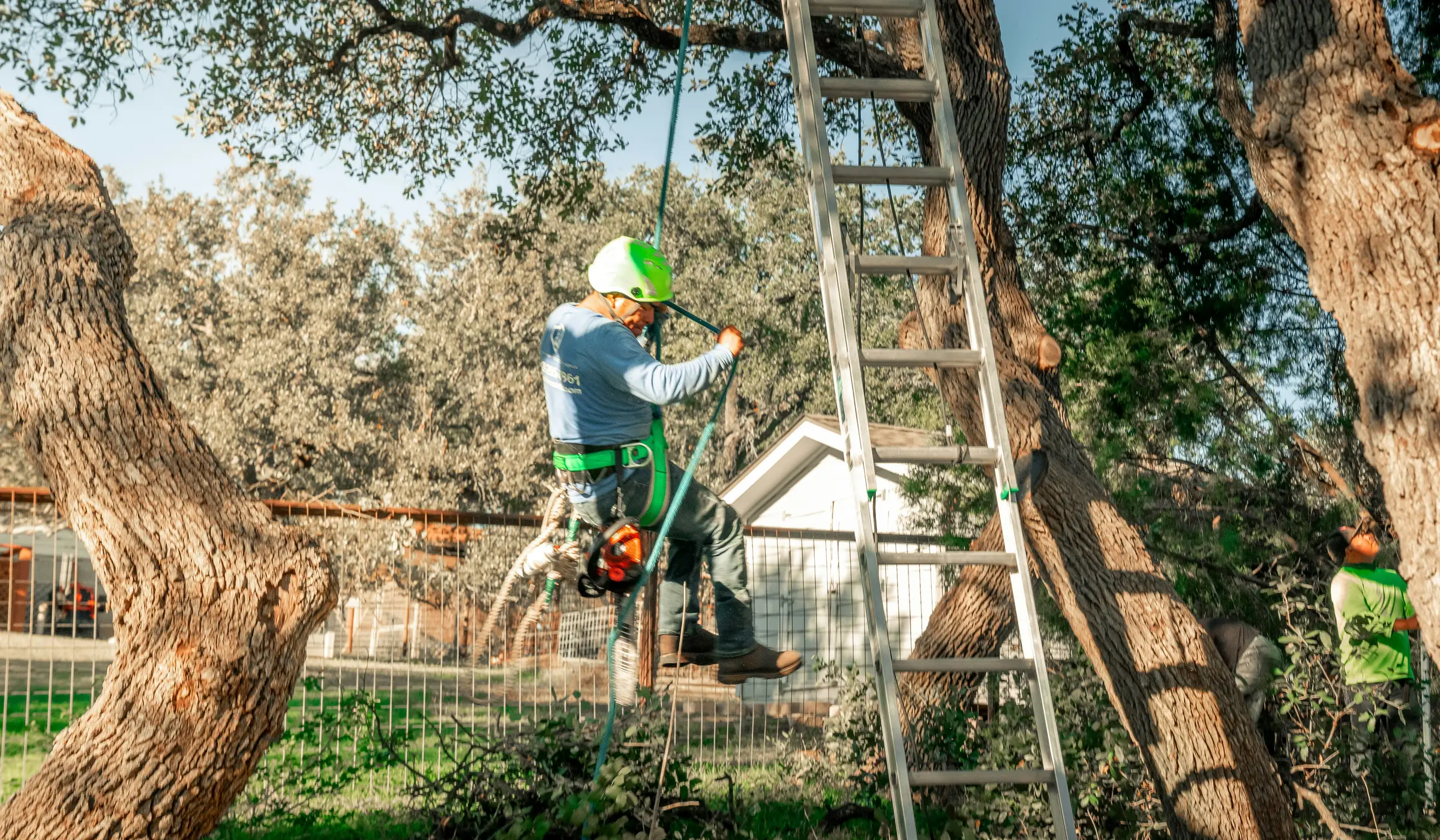 Timberline crew roped into a tree, working with a ladder set up at a residential property