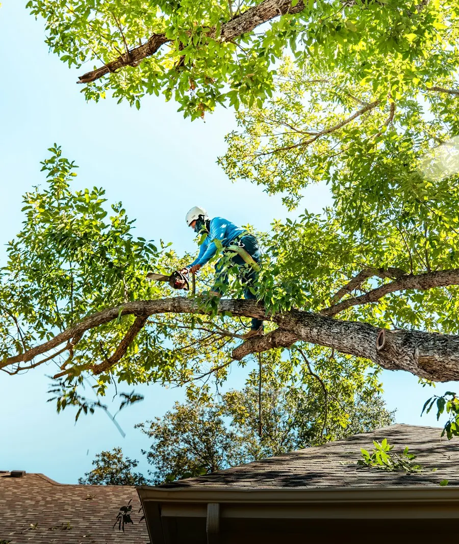 Close-up of a professional carefully cutting a tree branch