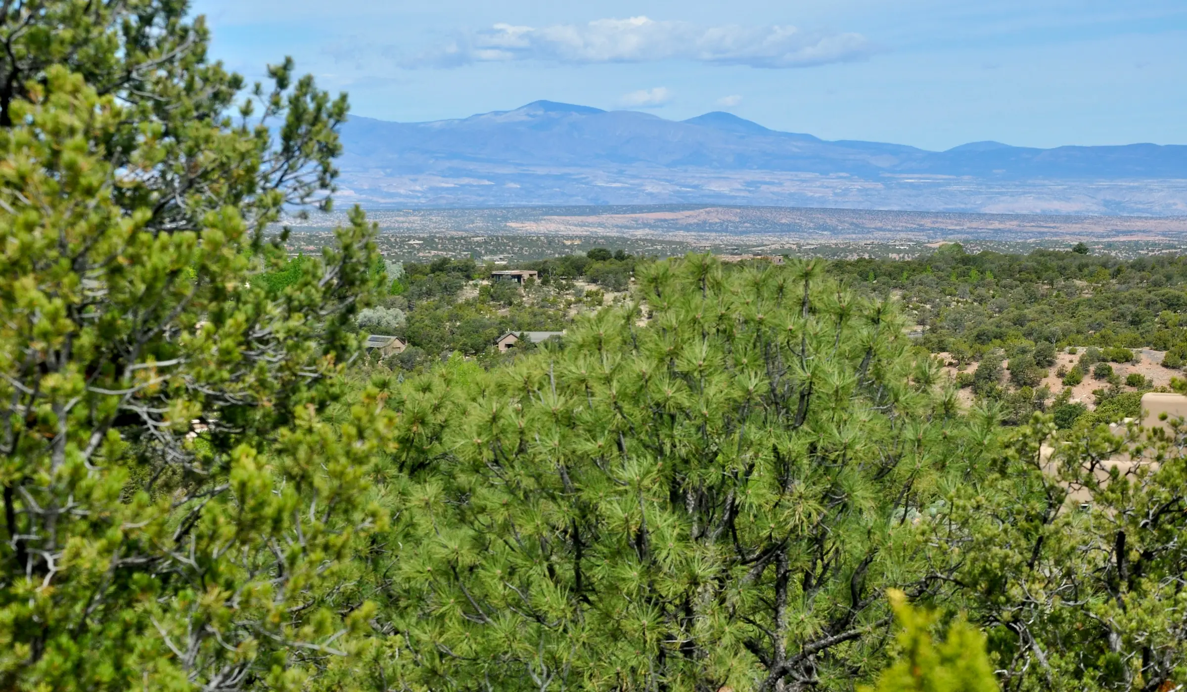 Piñon pine woodland overlooking mountain views near Pecos, NM