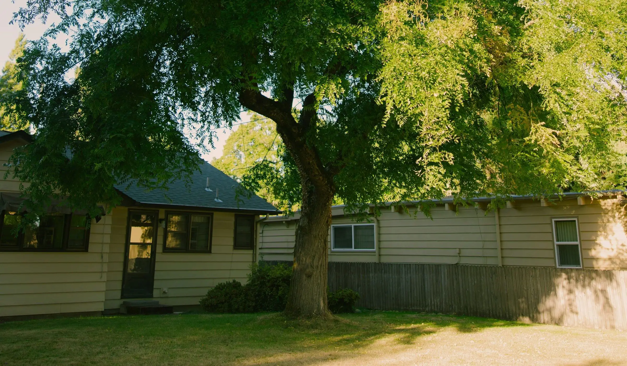 A healthy, well-maintained tree shading a welcoming home