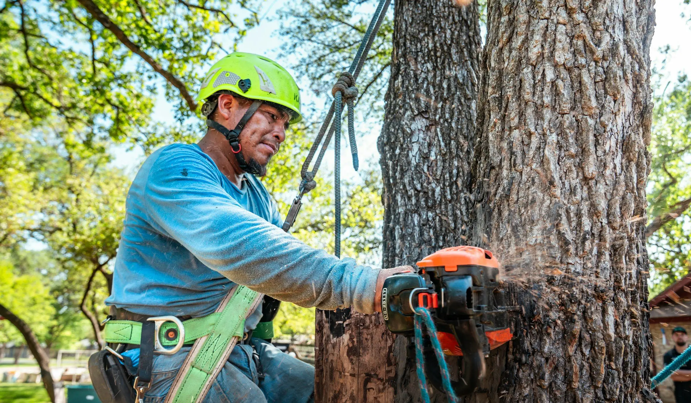 Tree service crew safely cutting through a large tree trunk near a home