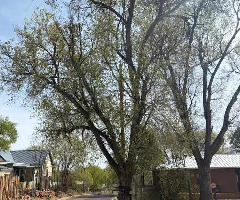A large, untrimmed tree overhanging a street in Las Vegas, NM