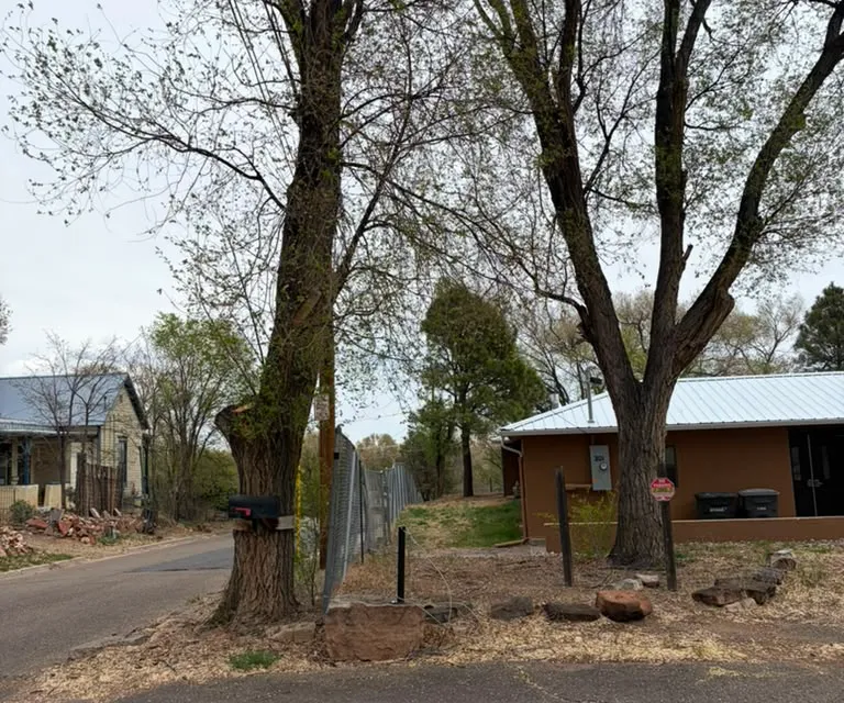 The same trees in Las Vegas, NM after professional trimming