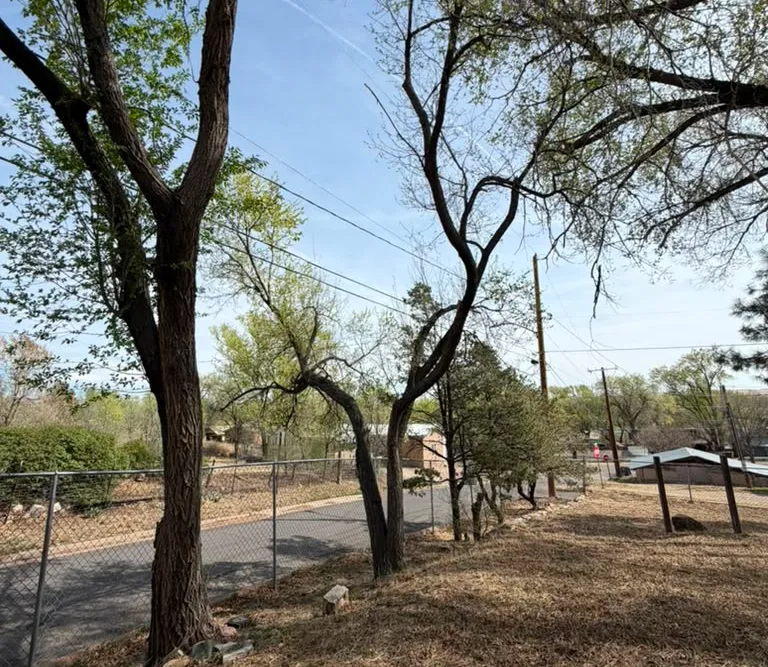 Trees before removal along a property line in Las Vegas, NM