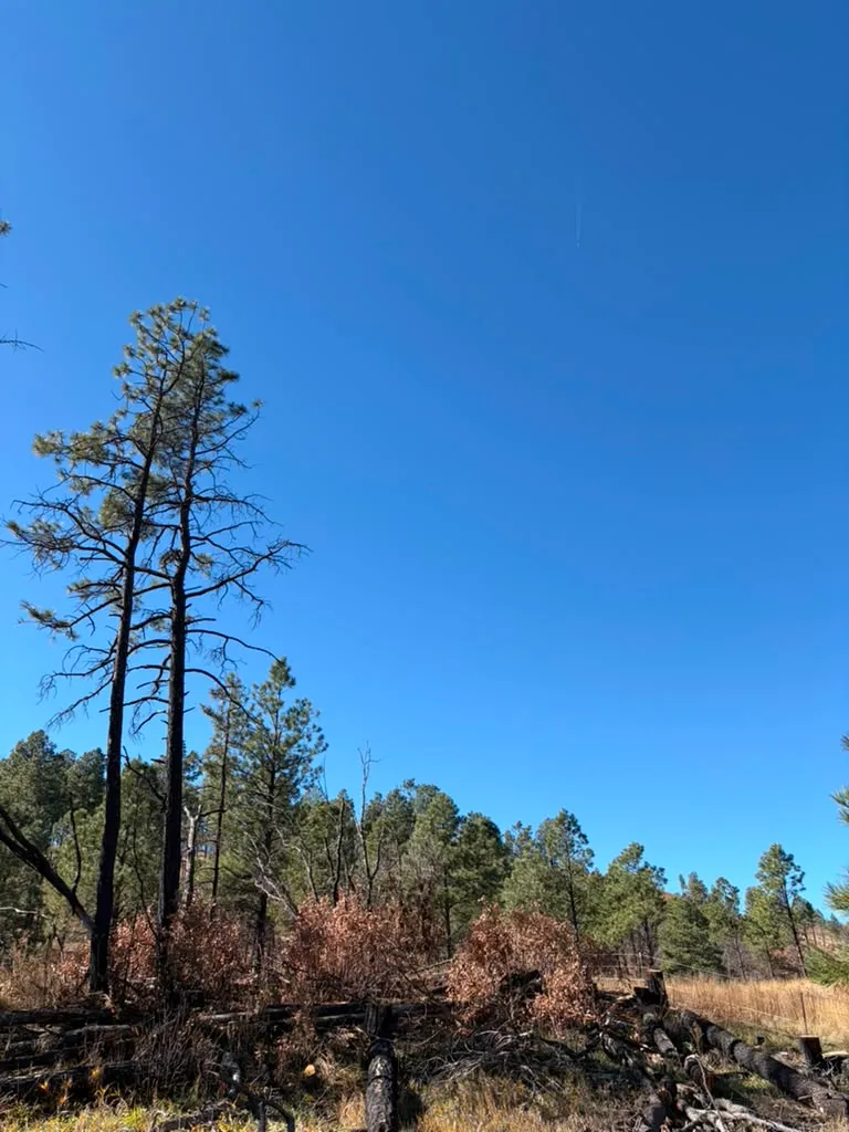 The same Las Vegas, NM property being cleared of brush and debris