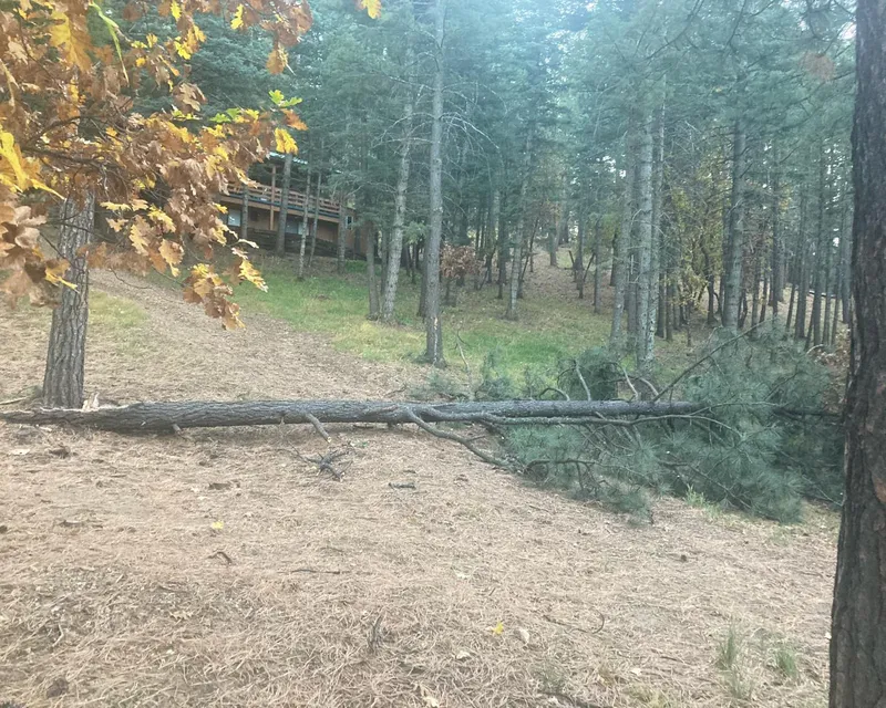 A fallen tree blocking a driveway near a cabin in Las Vegas, NM