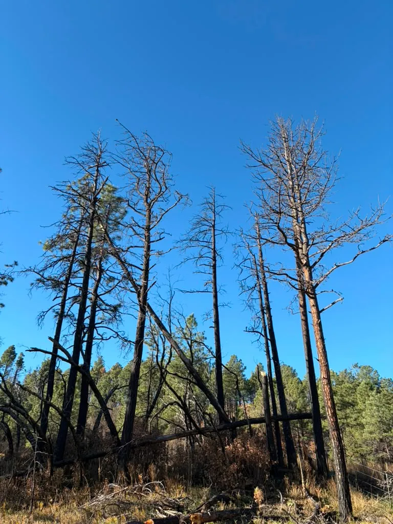 Dead, fire-damaged standing trees on a wooded property in Las Vegas, NM