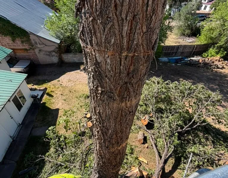 Arborist in a bucket truck trimming a tall tree in Las Vegas, NM