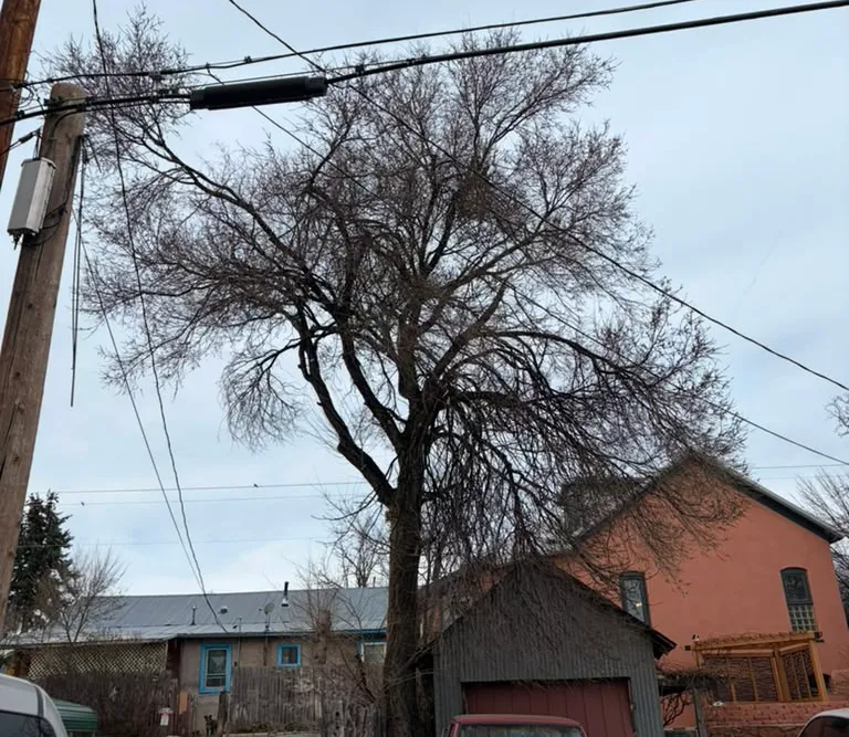A large tree growing into power lines before removal near a home in Las Vegas, NM