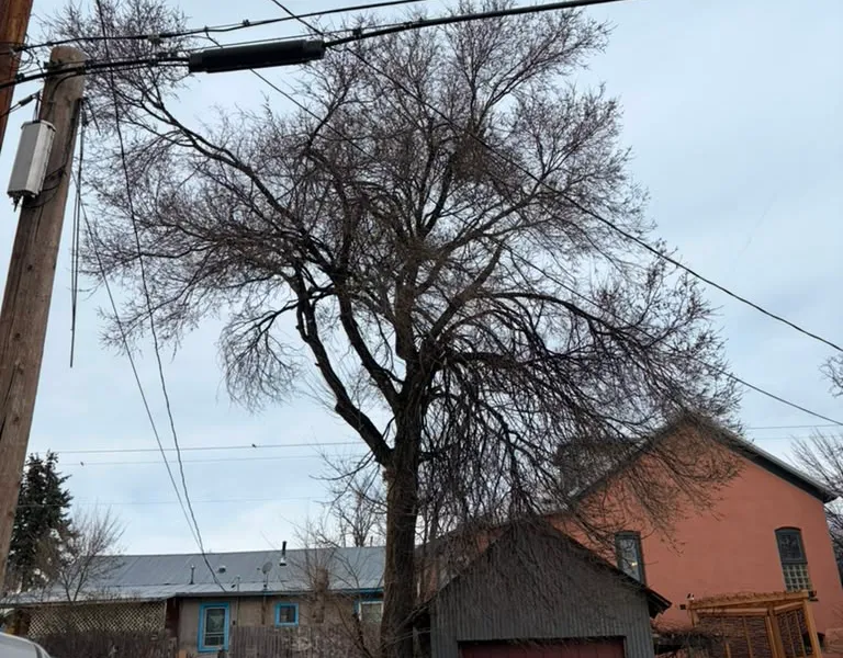 A large tree threatening a home in Las Vegas, NM
