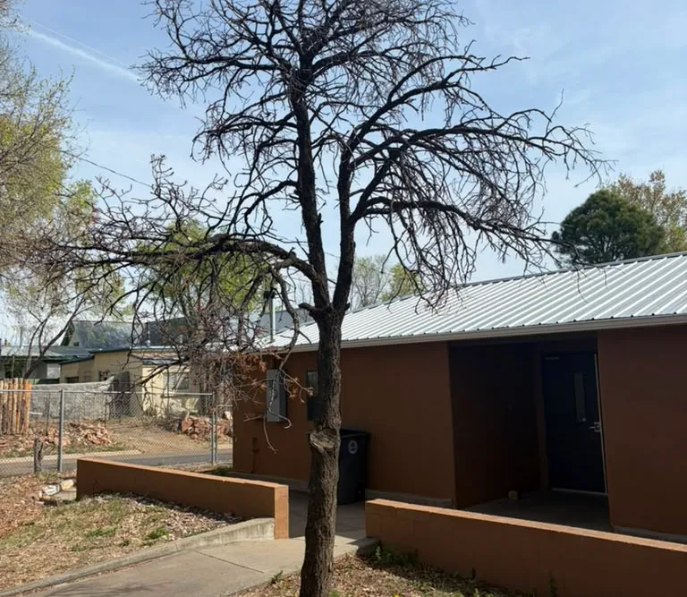 A dead tree before removal near a home in Las Vegas, NM