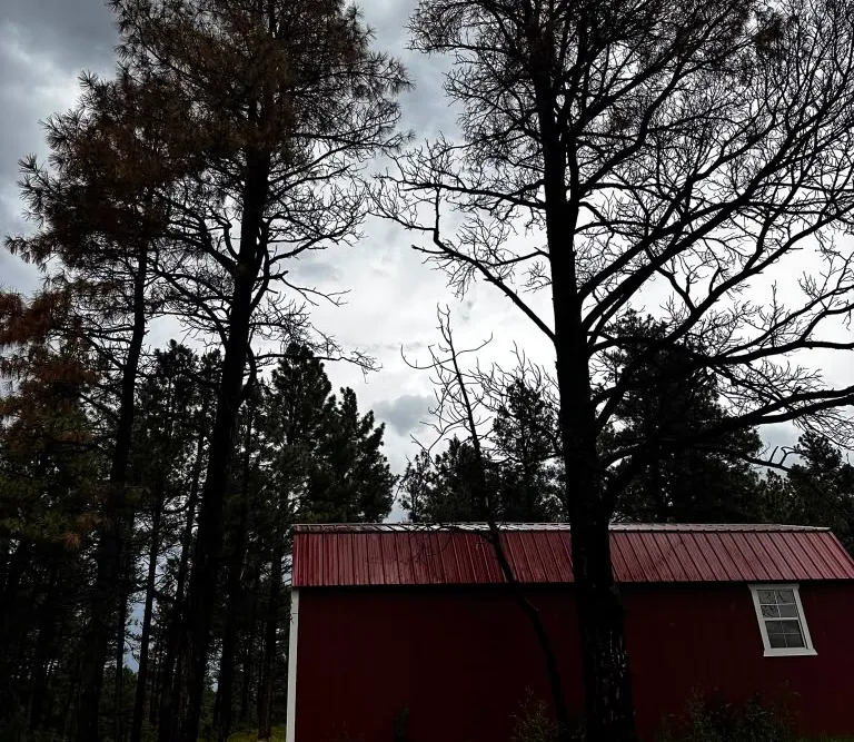 Dead hazard trees looming over a storage building near Las Vegas, NM