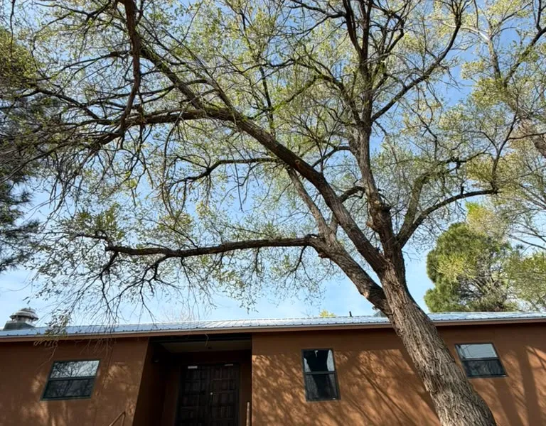 Large overhanging branches posing a risk to a home in Las Vegas, NM