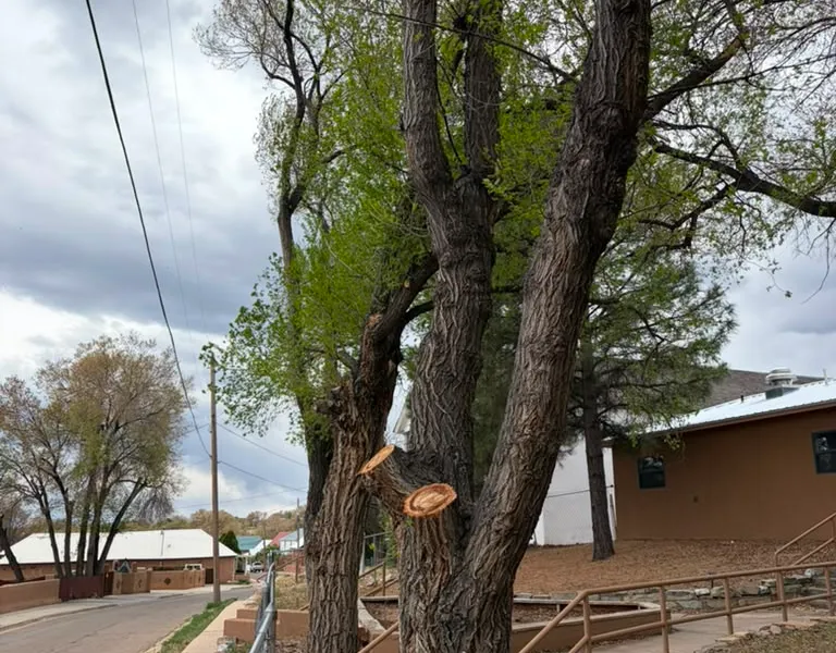 Fresh pruning cuts on a tree in Las Vegas, NM