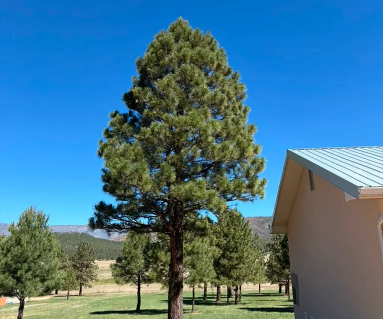 A large pine tree near a Las Vegas, NM home before removal