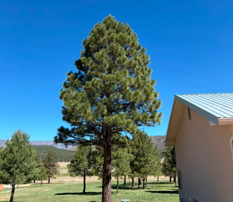 A tree before removal on a Las Vegas, NM property with mountain views