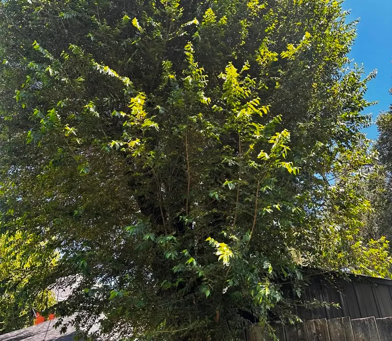 An overgrown tree before removal on a property in Las Vegas, NM