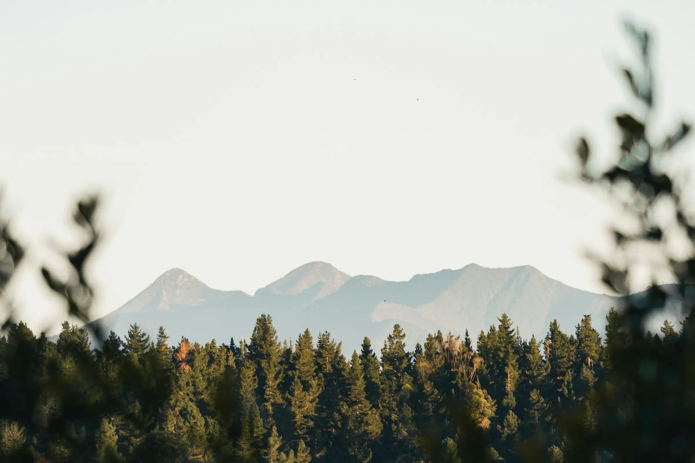 Sunset light over a pine forest and mountain range