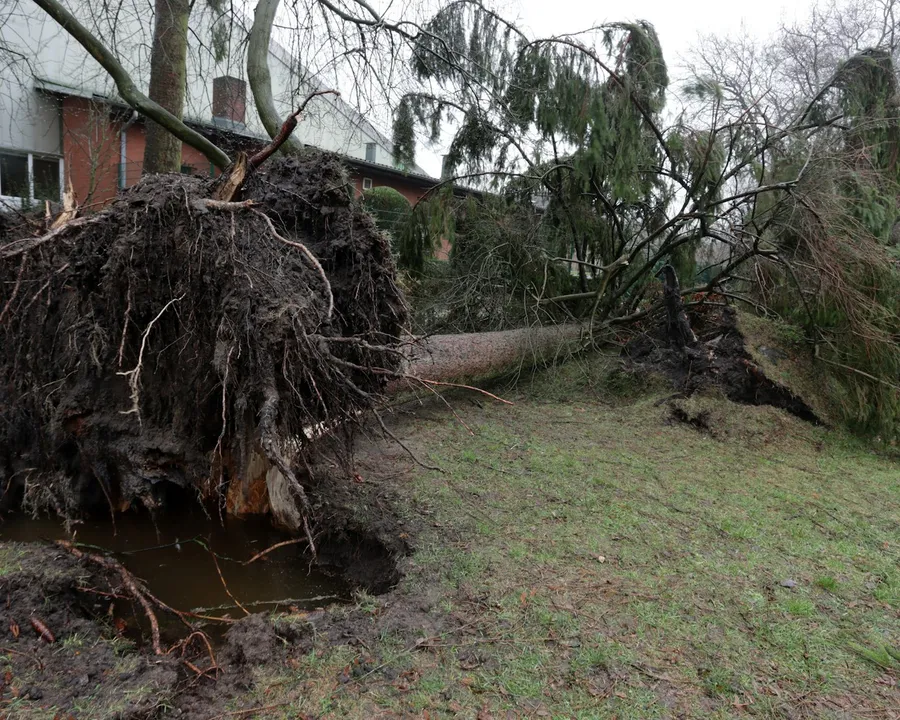 Large uprooted tree fallen next to a house after a storm
