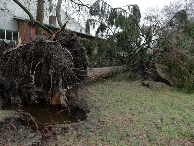 Large uprooted tree fallen next to a house after a storm