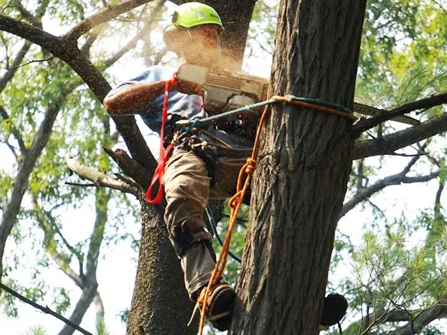 Arborist high in a tree cutting a limb with a chainsaw, roped in with full safety gear