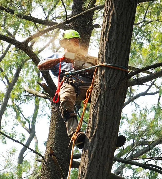 Arborist high in a tree cutting a limb with a chainsaw, roped in with full safety gear