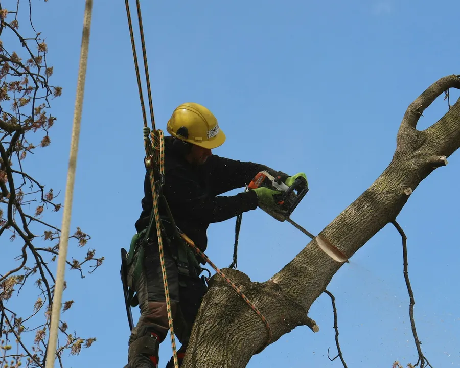Arborist trimming branches high in a tree canopy