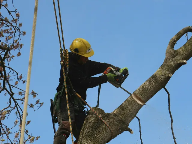 Arborist trimming branches high in a tree canopy