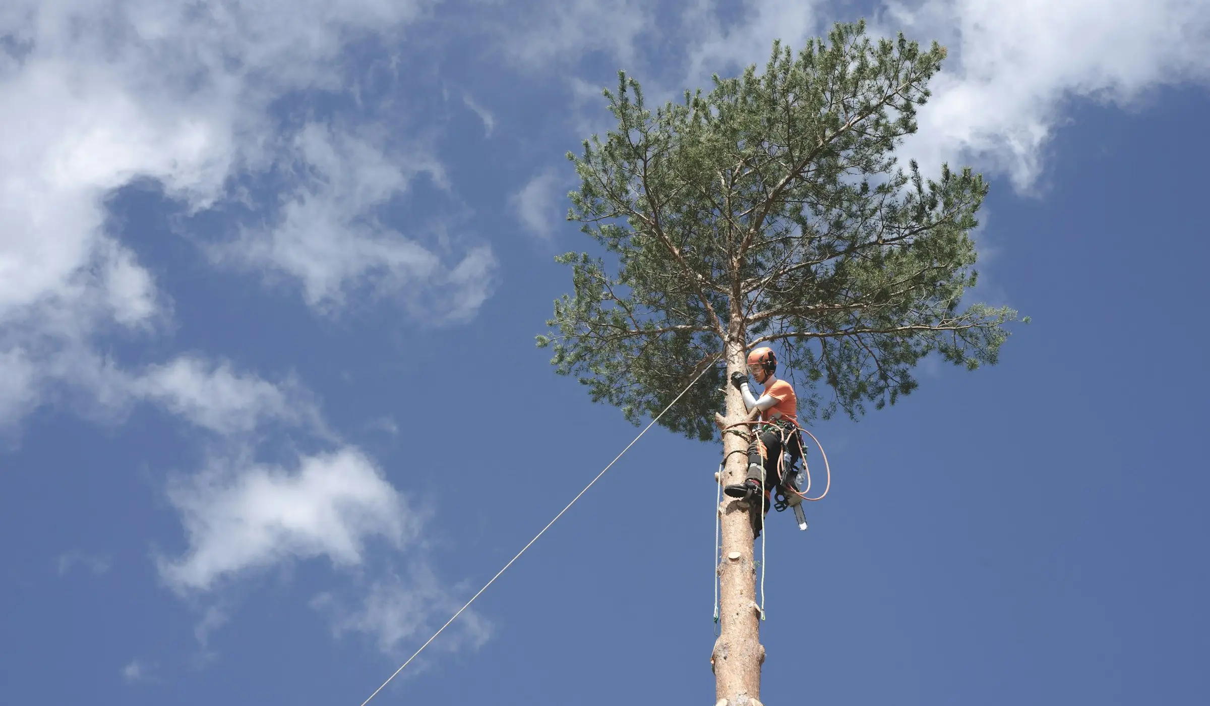 Arborist rigged high in a tall pine tree against open sky, demonstrating the full range of Timberline's tree work