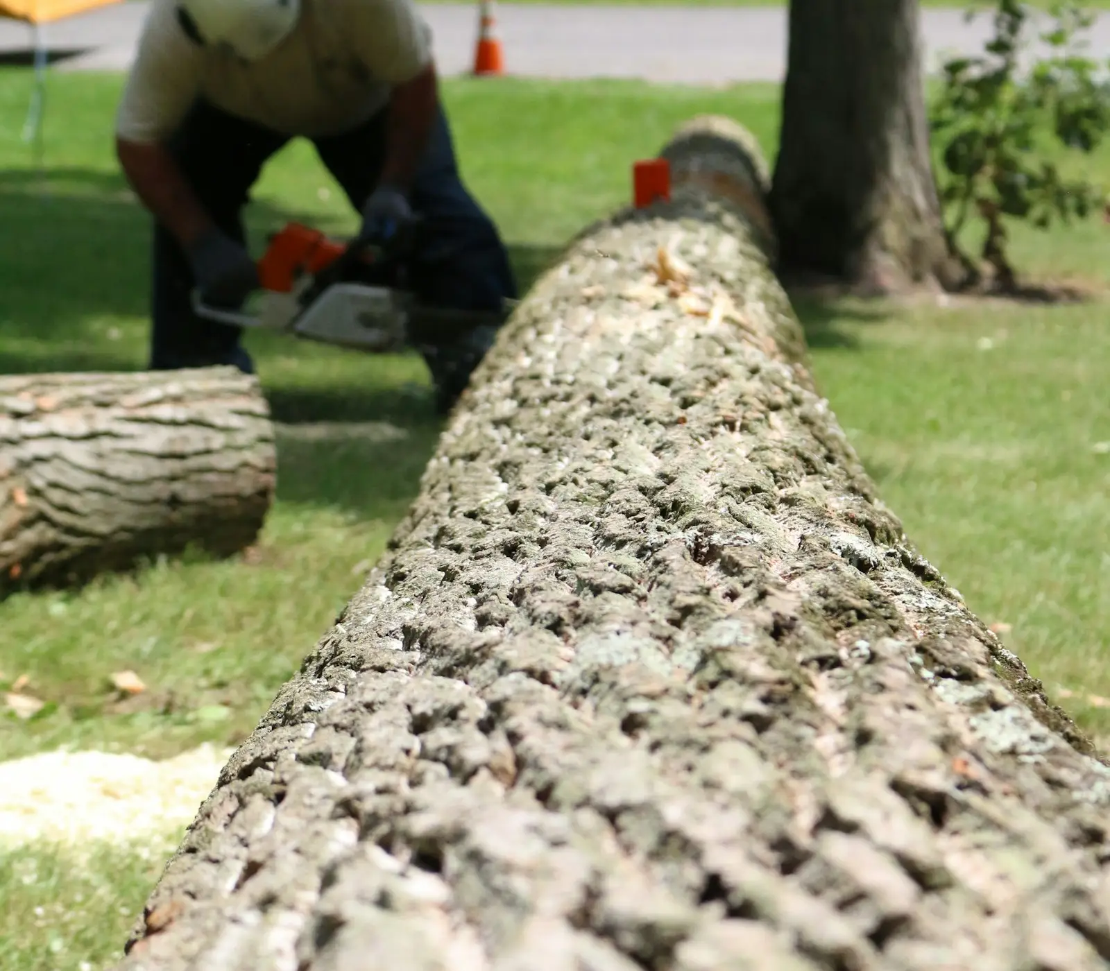 Tree removal crew cutting a fallen tree into sections on the ground