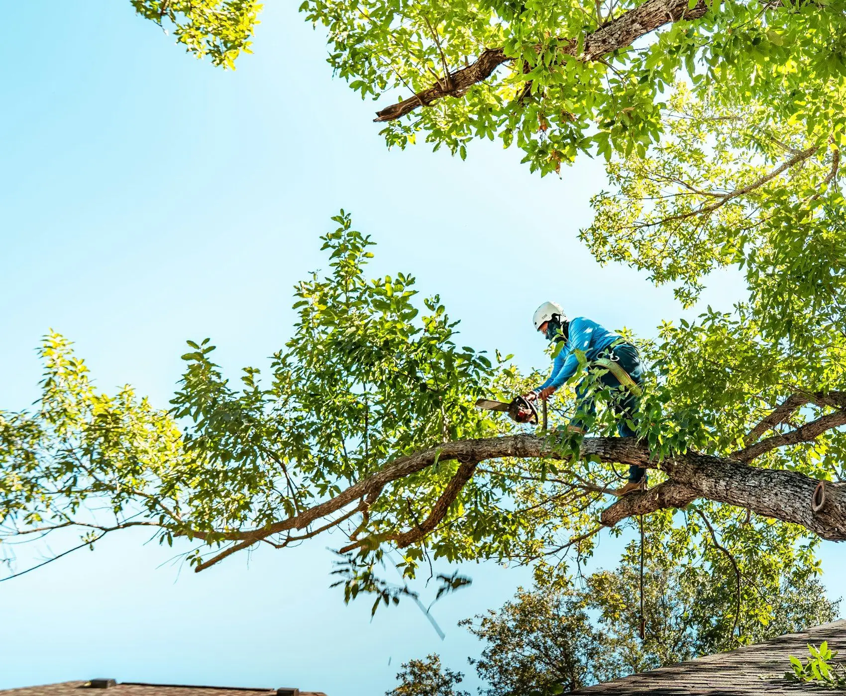 Arborist using a hand pruning saw high in a tree canopy with open sky behind